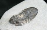 Bargain Platyscutellum Trilobite From Morocco / #7817-1